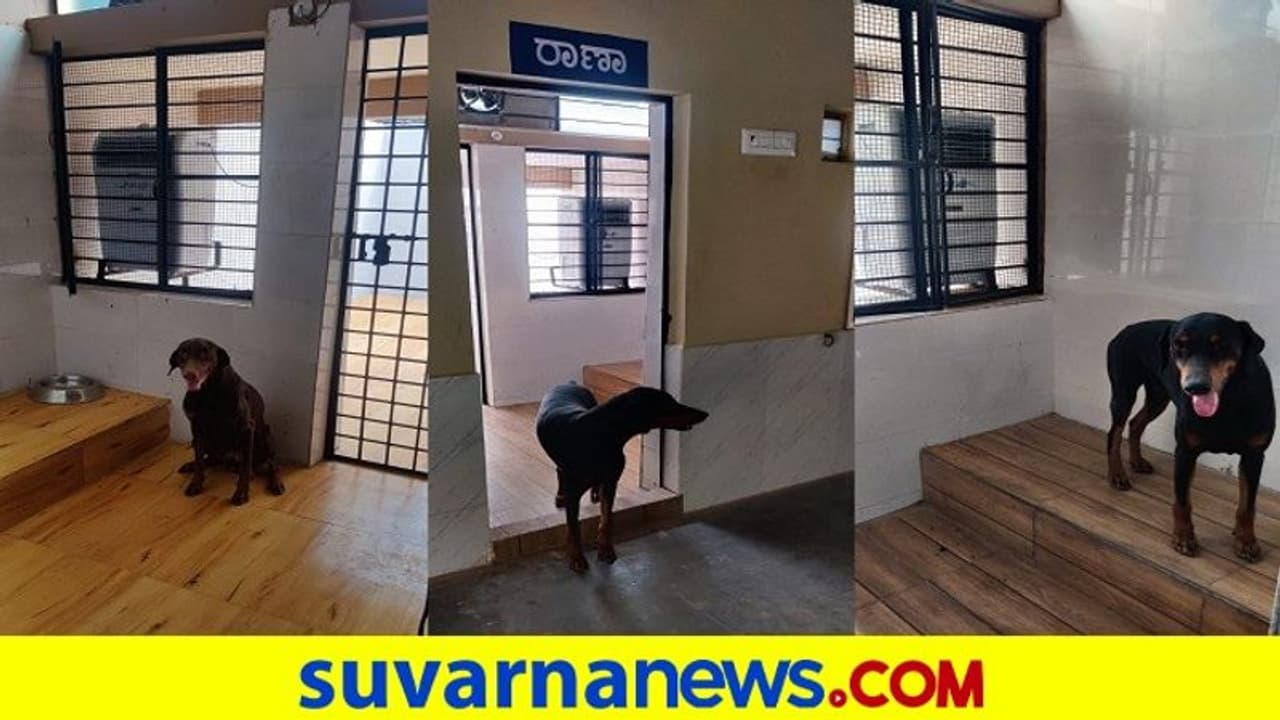 ಶ್ವಾನಗಳಿಗೂ‌ ಇಲ್ಲಿ ಕೂಲರ್ ಬೇಕು, ಅಷ್ಟೇ ಅಲ್ಲ ನಿತ್ಯ ನಾಲ್ಕಾರು ಬಾರಿ ಎಳನೀರು ಕುಡಿಸ್ಬೇಕು!