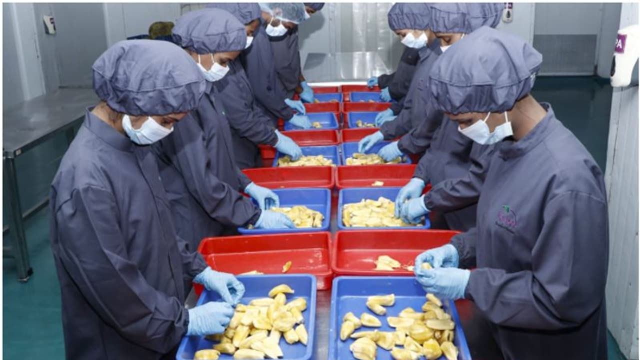 കേരളത്തിൽ നിന്ന് 'തൊലികളഞ്ഞ ചക്ക' കടൽ കടക്കുന്നു; പ്രവാസി മലയാളികൾക്കും ഇനി ആവോളം ചക്ക തിന്നാം