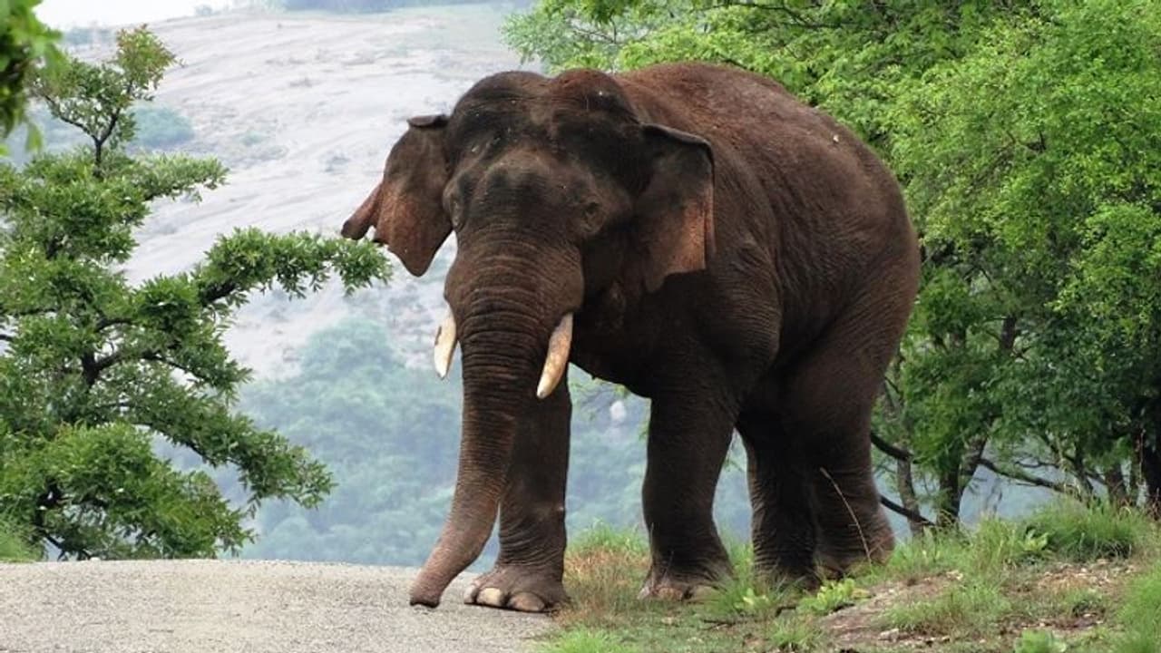 हाथी ने किया रोड बंद, बीच सड़क पर एम्बुलेंस में महिला को देना पड़ा बच्चे को जन्म