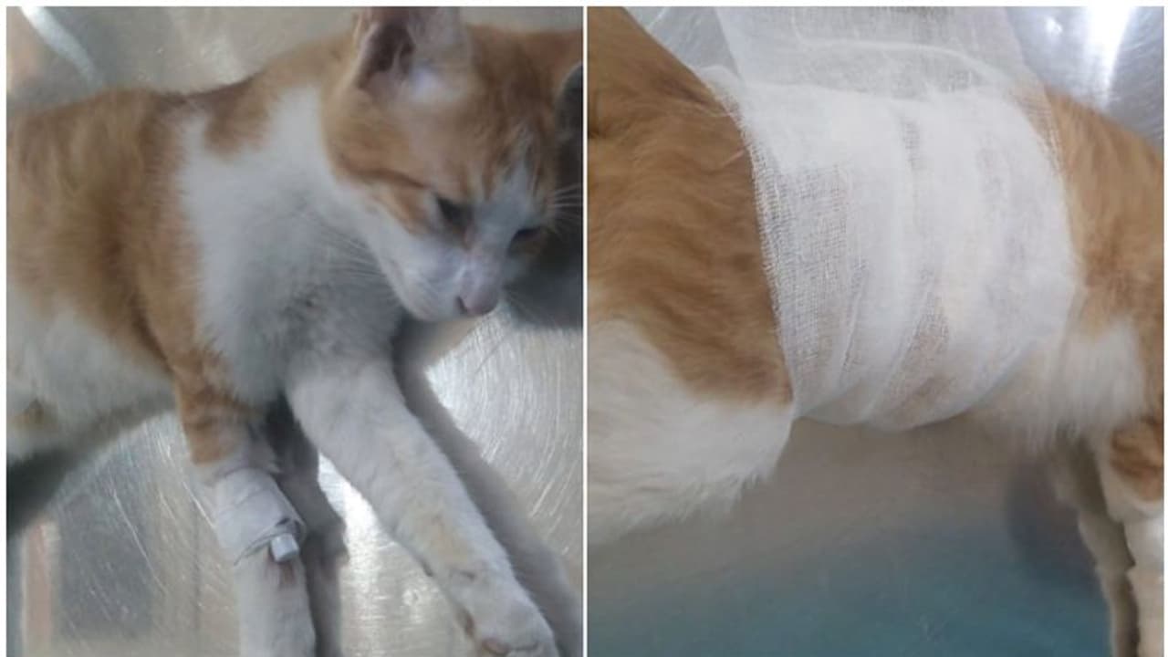 കാറിൽ മാന്തിയെന്നാരോപണം; അയൽവാസിയുടെ വെടിയേറ്റ വളർത്ത് പൂച്ചയ്ക്ക് ഗുരുതര പരിക്ക് കാറിൽ മാന്തിയെന്നാരോപണം; അയൽവാസിയുടെ വെടിയേറ്റ വളർത്ത് പൂച്ചയ്ക്ക് ഗുരുതര പരിക്ക്