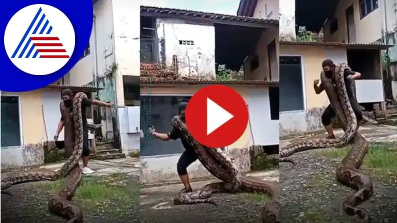 ಹೆಬ್ಬಾವೊಂದಿಗೆ ಯುವಕನ ಸರಸ : ಹೆಗಲಲ್ಲಿಟ್ಟುಕೊಂಡು ಸಖತ್ ಡಾನ್ಸ್