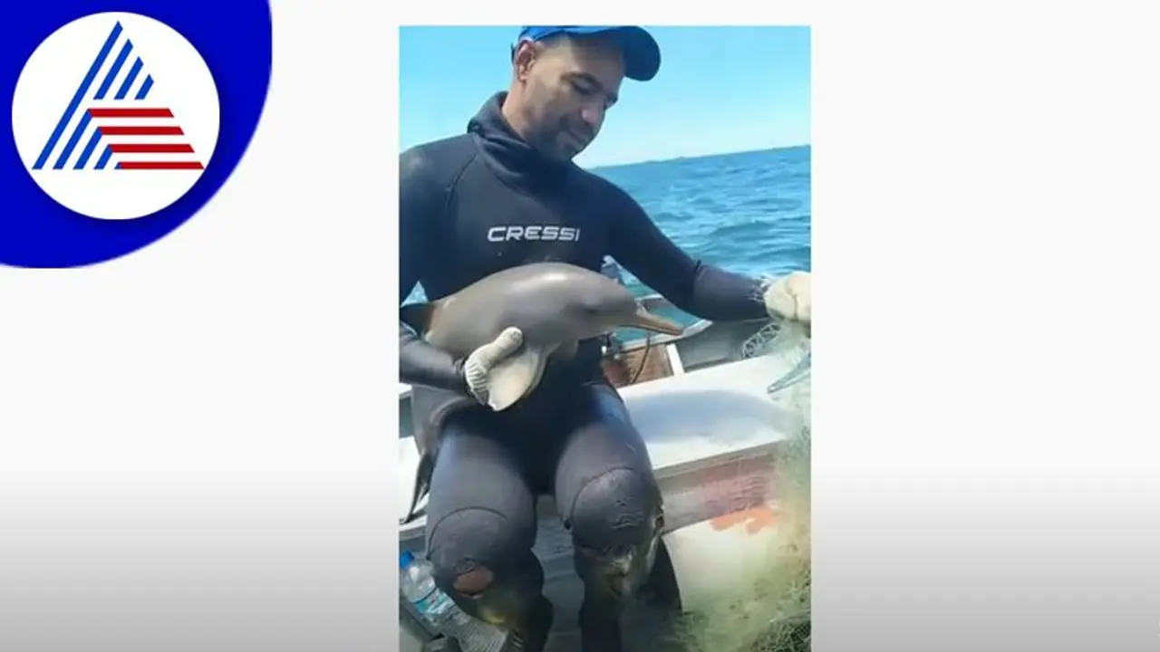 ಮೀನಿನ ಬಲೆಯಲ್ಲಿ ಸಿಲುಕಿದ್ದ ಡಾಲ್ಪಿನ್ ಮರಿಯ ರಕ್ಷಣೆ: ವಿಡಿಯೋ