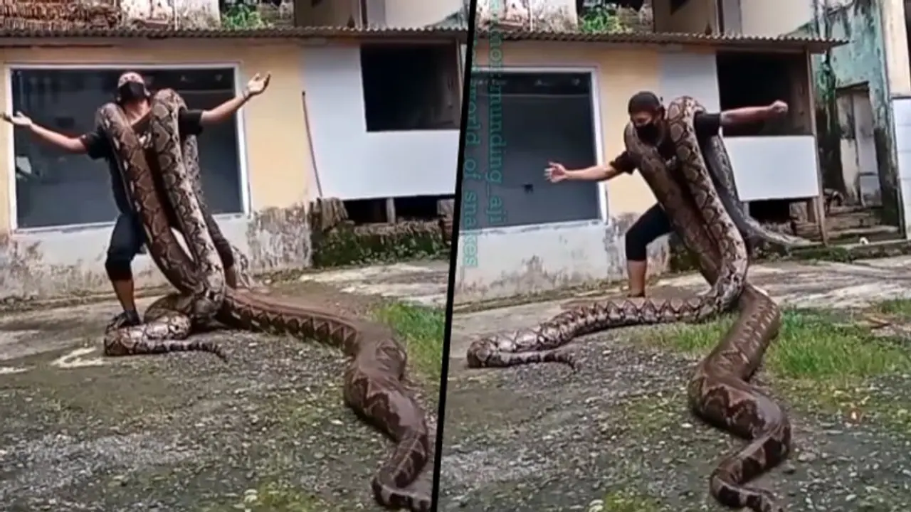 Watch: Brave man dances with pythons on his shoulders Watch: Brave man dances with pythons on his shoulders