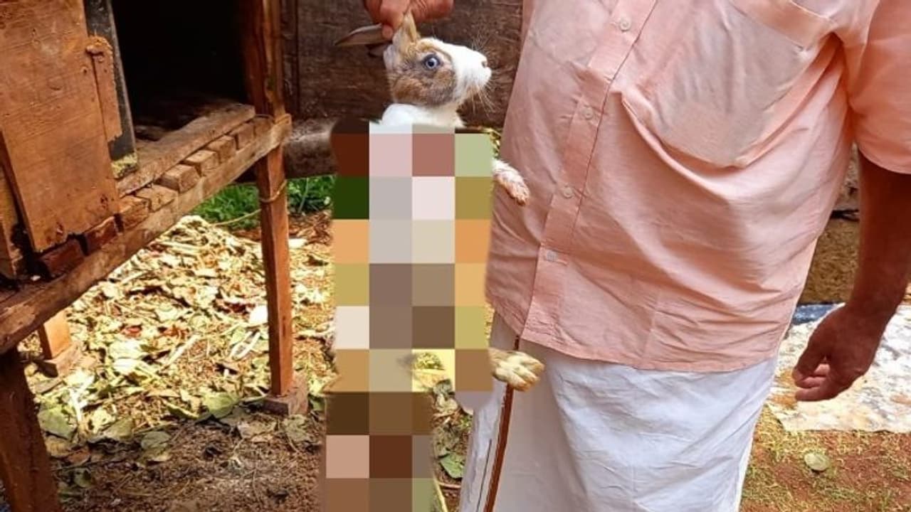 അണക്കരയില് അജ്ഞാത മൃഗത്തിന്റെ ആക്രമണം; 50 ഓളം മുയലുകളെ കൊന്നുതിന്നു അണക്കരയില് അജ്ഞാത മൃഗത്തിന്റെ ആക്രമണം; 50 ഓളം മുയലുകളെ കൊന്നുതിന്നു