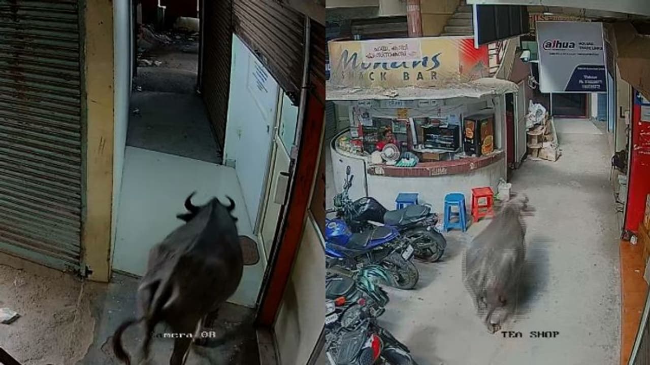 തൃശുരിൽ വിരണ്ടോടിയ പോത്തിന്റെ കുത്തേറ്റ് കുട്ടിയടക്കം മൂന്ന് പേർക്ക് പരിക്ക് തൃശുരിൽ വിരണ്ടോടിയ പോത്തിന്റെ കുത്തേറ്റ് കുട്ടിയടക്കം മൂന്ന് പേർക്ക് പരിക്ക്