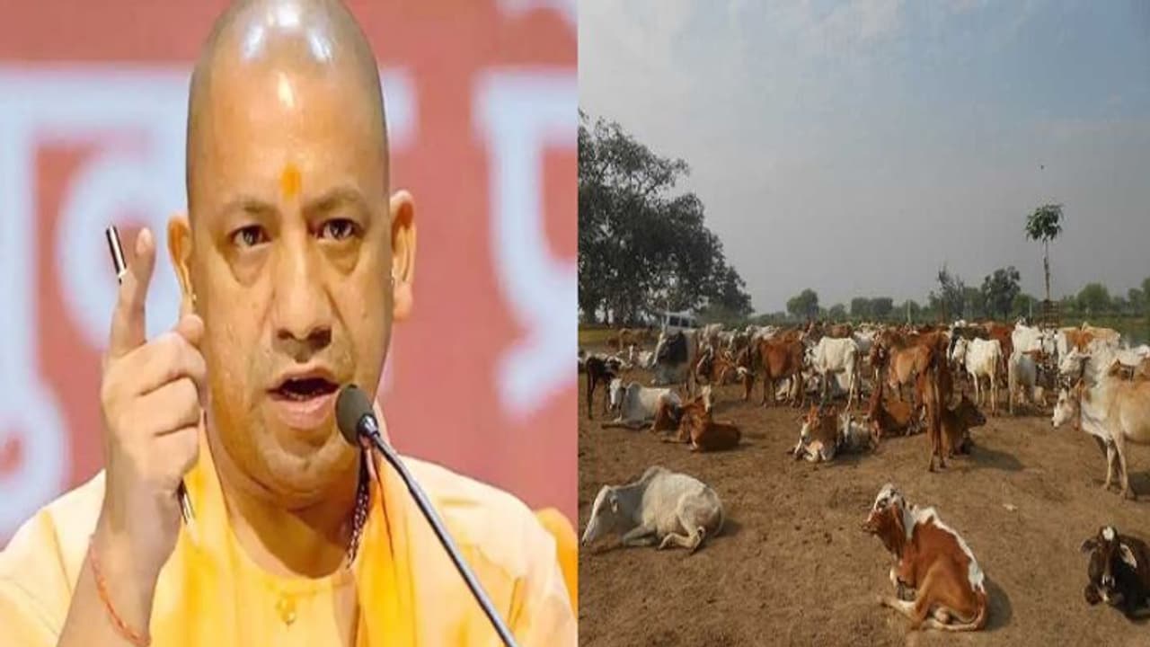 बेसहारा गायों को सुरक्षित करने के लिए सीएम योगी ने दिए निर्देश, करने होंगे ये खास इंतजाम बेसहारा गायों को सुरक्षित करने के लिए सीएम योगी ने दिए निर्देश, करने होंगे ये खास इंतजाम