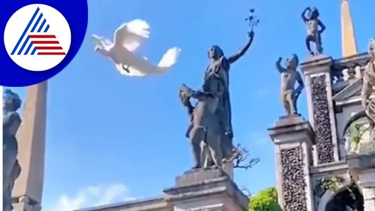 ಅಪರೂಪದ ಬಿಳಿ ನವಿಲು ಪತ್ತೆ : ವಿಡಿಯೋ ವೈರಲ್