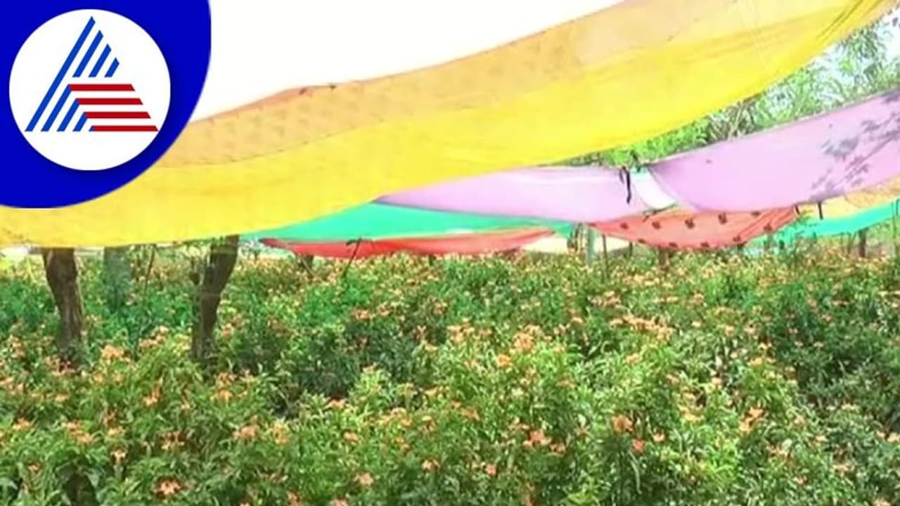 Chitradurga: ಸೂರ್ಯನ ಕೋಪ, ಕೋಟೆ ನಾಡಿನಲ್ಲಿ ಹೂವಿಗೆ ಕಲರ್ ಕಲರ್ ಸೀರೆ Chitradurga: ಸೂರ್ಯನ ಕೋಪ, ಕೋಟೆ ನಾಡಿನಲ್ಲಿ ಹೂವಿಗೆ ಕಲರ್ ಕಲರ್ ಸೀರೆ