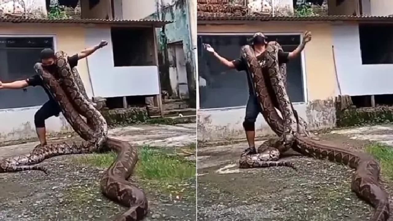 Man with Pythons : കൂറ്റന്‍ പെരുമ്പാമ്പുകളെ തോളിലിട്ട് നൃത്തം ചെയ്യുന്നയാള്‍; അവിശ്വസനീയമായ വീഡിയോ
