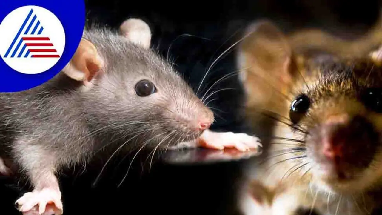 Rat Control: ಇಲಿ ಹೆಗ್ಗಣದ ಕಾಟವೇ? ಹೀಗೆ ನಿಯಂತ್ರಿಸಿ
