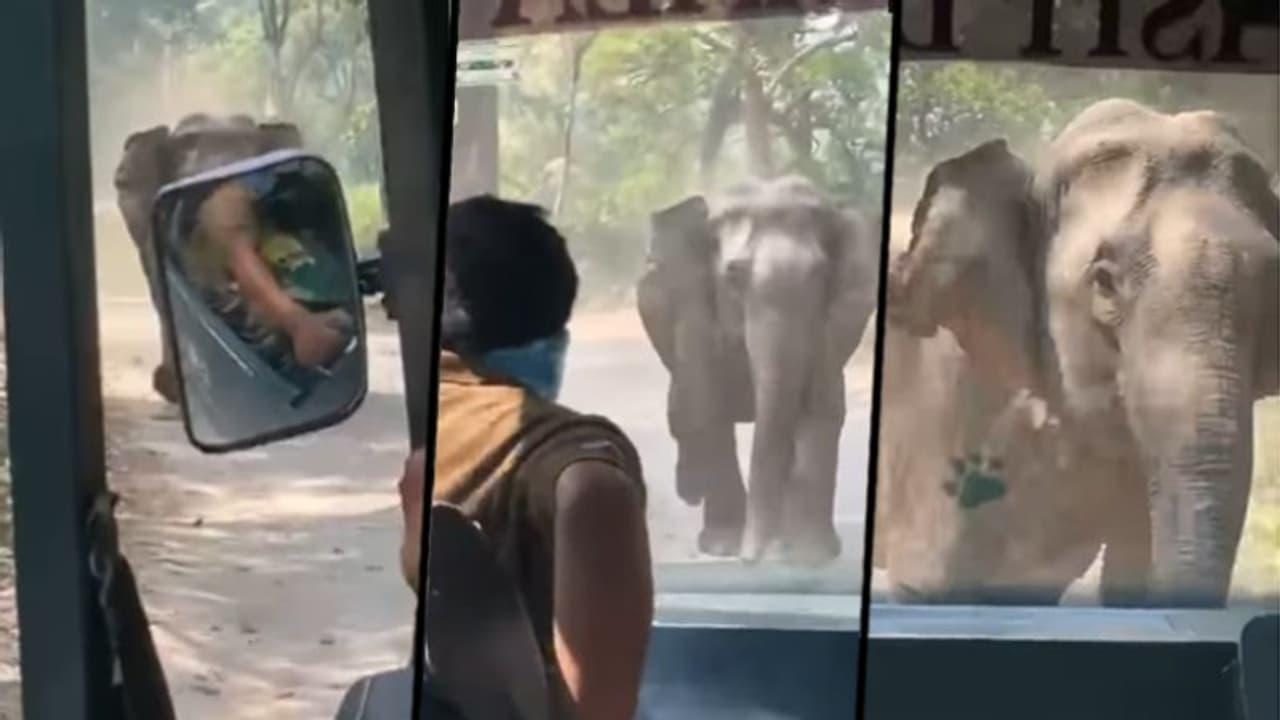 Angry tusker charges tourist canter in Corbet Tiger Reserve; watch Angry tusker charges tourist canter in Corbet Tiger Reserve; watch