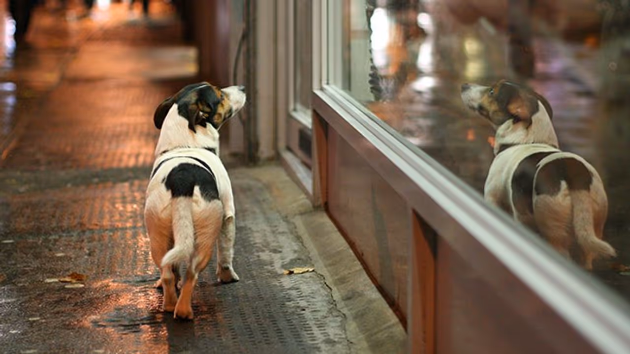 Adorable video of stray dog waiting outside butcher's shop is winning the net; here’s why
