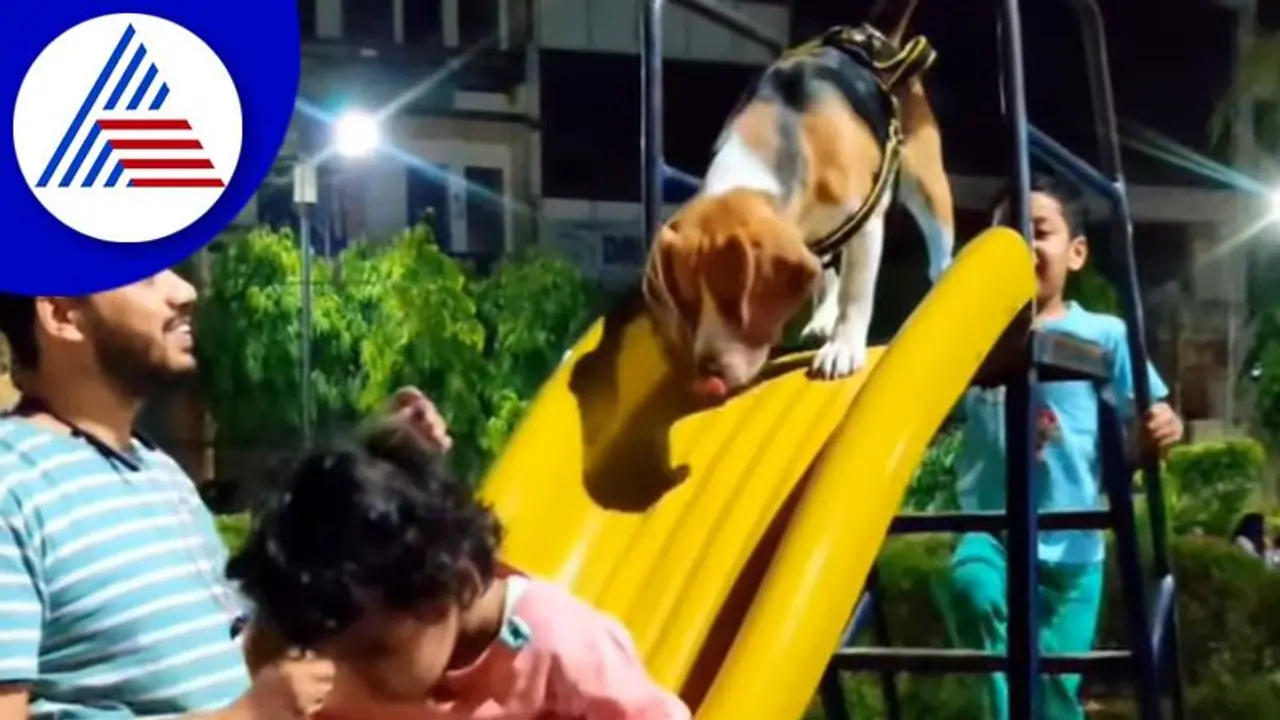 ಜಾರು ಬಂಡಿ ಆಡುವ ಶ್ವಾನ: ವಿಡಿಯೋ ವೈರಲ್