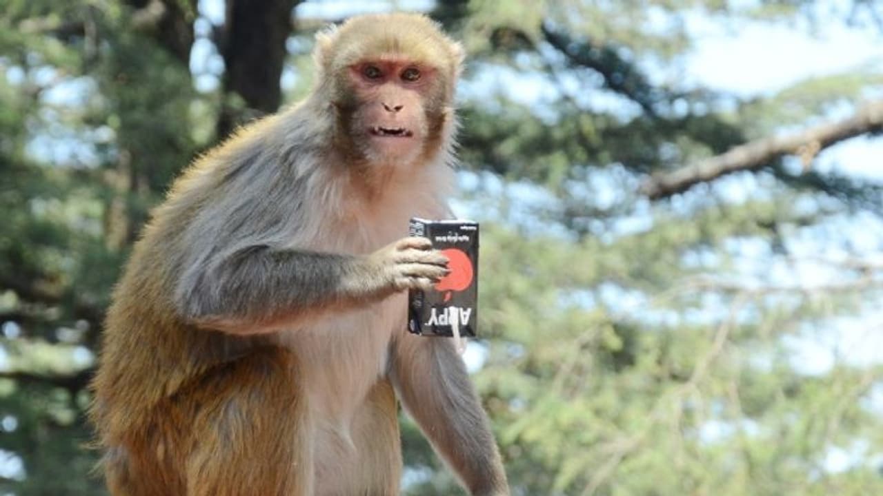 राजस्थान का गजब मामला: एक बंदर ने रुकवा दी कोर्ट की सुनवाई, जज भी नहीं सुना सके फैसला, पुलिस देखती रह गई राजस्थान का गजब मामला: एक बंदर ने रुकवा दी कोर्ट की सुनवाई, जज भी नहीं सुना सके फैसला, पुलिस देखती रह गई