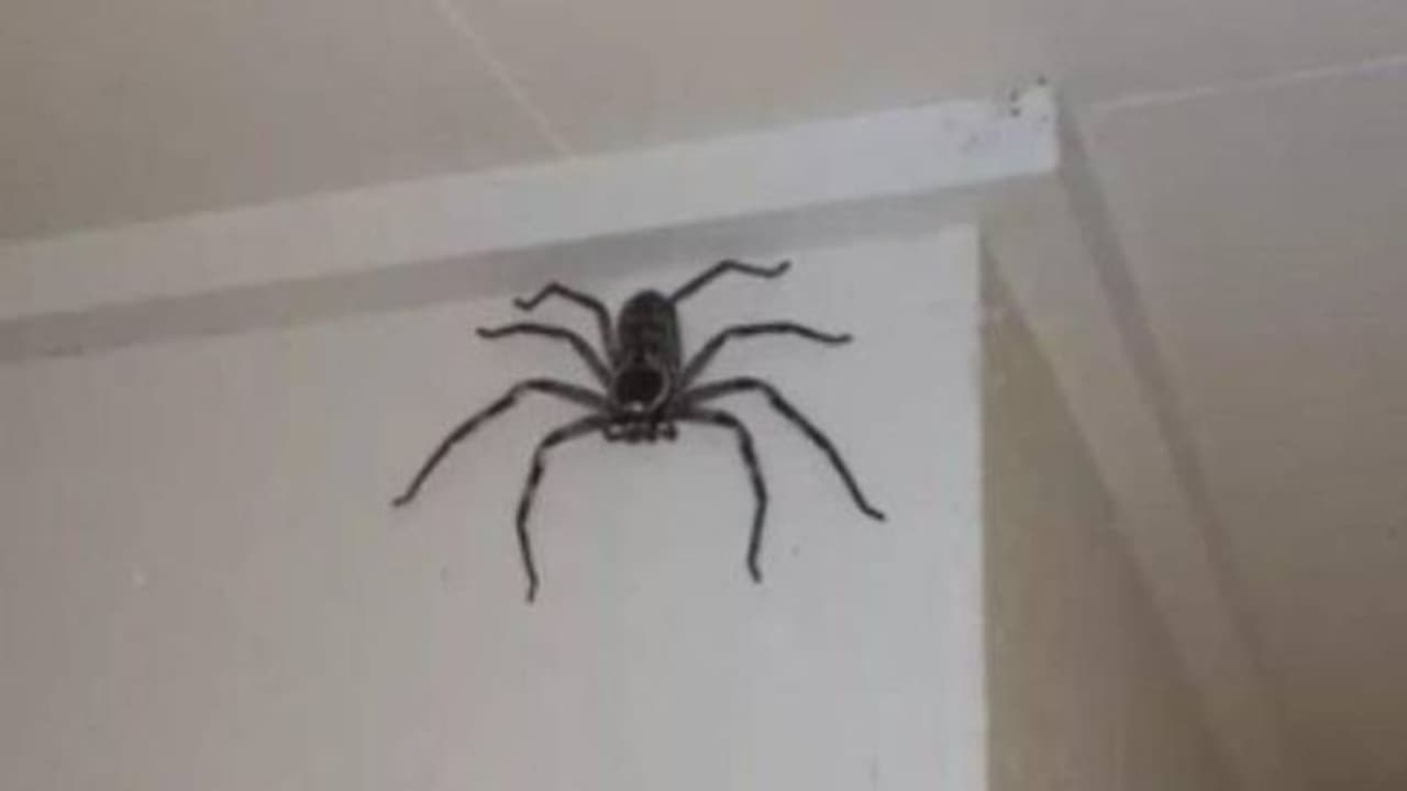 വീട്ടിൽ പെറ്റ് ആയി വളർത്തുന്നത് വേട്ടക്കാരൻ ചിലന്തിയെ, 'അയ്യോ...' എന്ന് സോഷ്യൽമീഡിയ വീട്ടിൽ പെറ്റ് ആയി വളർത്തുന്നത് വേട്ടക്കാരൻ ചിലന്തിയെ, 'അയ്യോ...' എന്ന് സോഷ്യൽമീഡിയ