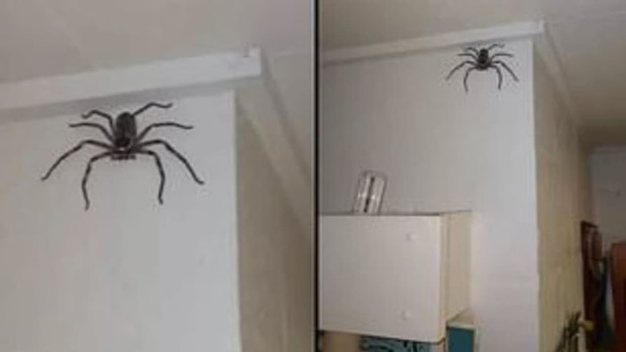 लोग कुत्ते बिल्ली पालते हैं इस शख्स ने पाली खतरनाक मकड़ी, छिपकली तक खा जाती है, साइज देख चौंक जाएंगे आप लोग कुत्ते बिल्ली पालते हैं इस शख्स ने पाली खतरनाक मकड़ी, छिपकली तक खा जाती है, साइज देख चौंक जाएंगे आप