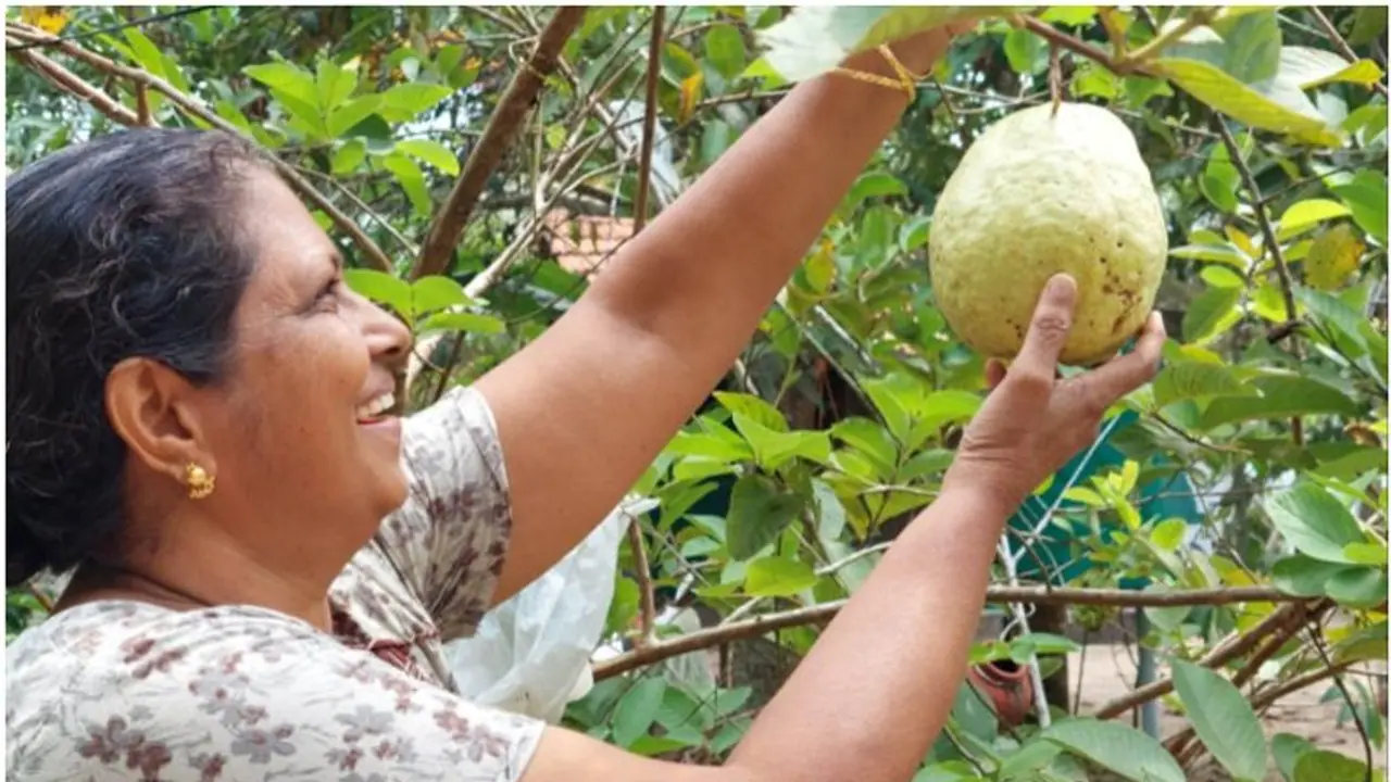 രണ്ട് കിലോയോളം തുക്കമുള്ള പേരയ്ക്ക; ക‍ൃഷി നഷ്ടമോ? സ്വന്തം തോട്ടം ചൂണ്ടികാട്ടി എമിലി ടീച്ചർക്ക് പറയാനേറെ