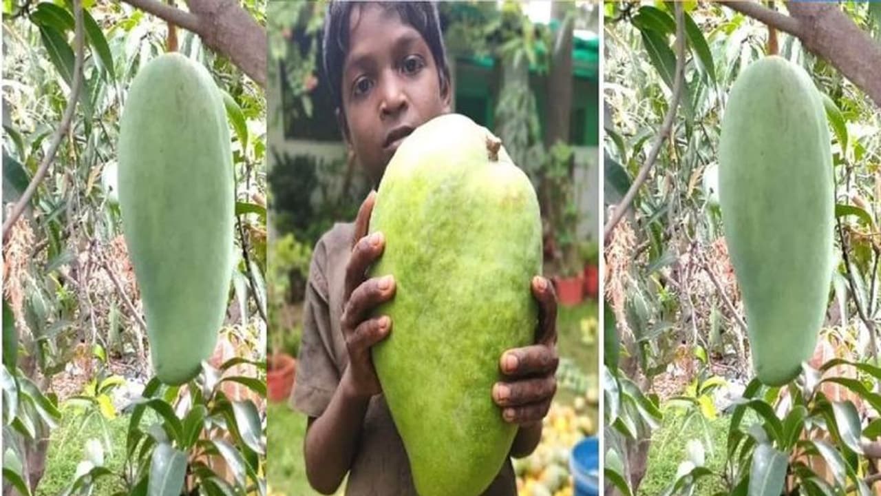 ಈ ಮಾವಿನ ಹಣ್ಣಿನ ತೂಕ 4 ಕೆಜಿ, 1ಕ್ಕೆ 2000 ರು.!