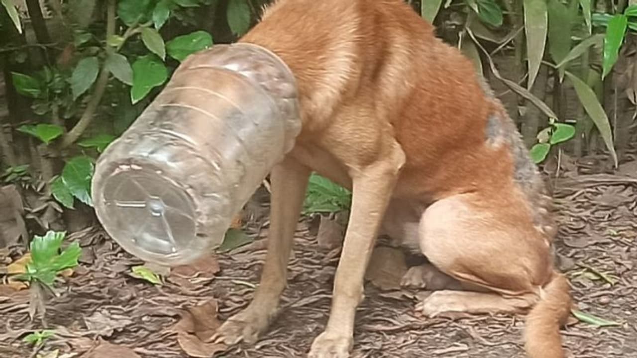 തെരുവുനായയുടെ തലയിൽ പ്ലാസ്റ്റിക് ടിന്ന് കുടുങ്ങി, മാറ്റാൻ ശ്രമിച്ചയാൾക്ക് പരിക്ക്, രക്ഷിക്കാനുള്ള ശ്രമം വിഫലം തെരുവുനായയുടെ തലയിൽ പ്ലാസ്റ്റിക് ടിന്ന് കുടുങ്ങി, മാറ്റാൻ ശ്രമിച്ചയാൾക്ക് പരിക്ക്, രക്ഷിക്കാനുള്ള ശ്രമം വിഫലം