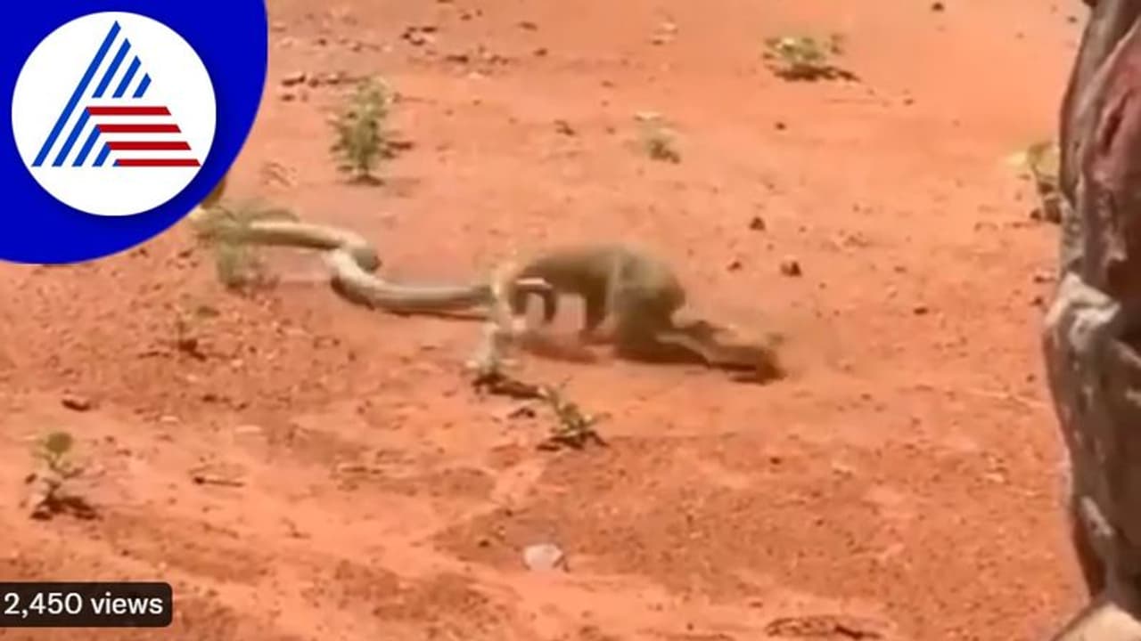 ಹಾವು ಮುಂಗುಸಿಯ ನಡುವಿನ ಸಮರ : ವಿಡಿಯೋ ವೈರಲ್‌