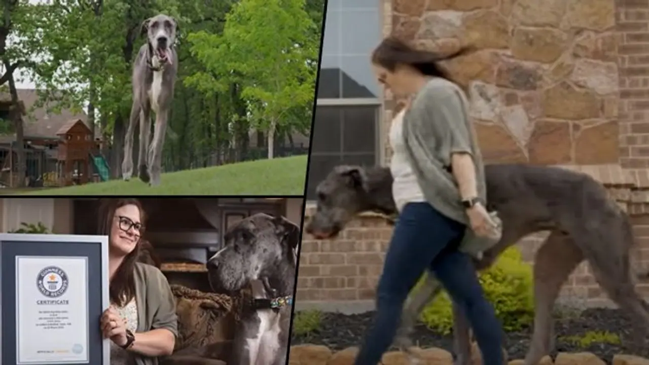 Meet Zeus, the world's tallest dog, who eats 12 cups of dog food Meet Zeus, the world's tallest dog, who eats 12 cups of dog food
