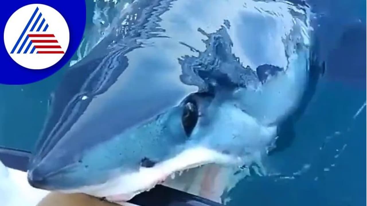 ದೋಣಿಯನ್ನು ಕಚ್ಚುತ್ತಿರುವ ಶಾರ್ಕ್‌: ಹಳೆ ವಿಡಿಯೋ ಮತ್ತೆ ವೈರಲ್