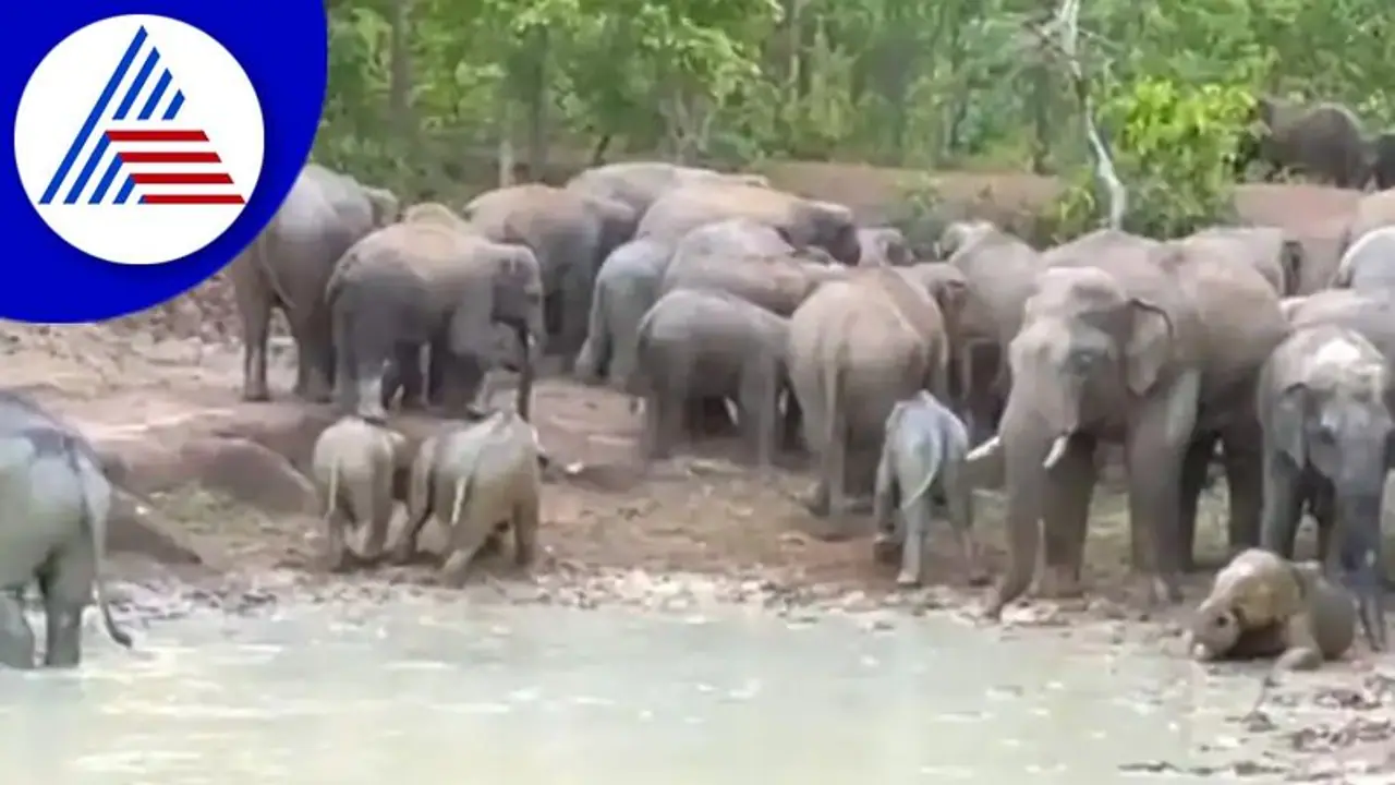 ಅಬ್ಬಾ ಏನ್‌ ಸೆಕೆ: ದಣಿವಾರಿಸಲು ಕೆಸರಿನ ಸ್ನಾನ ಮಾಡುತ್ತಿರುವ ಗಜಪಡೆ