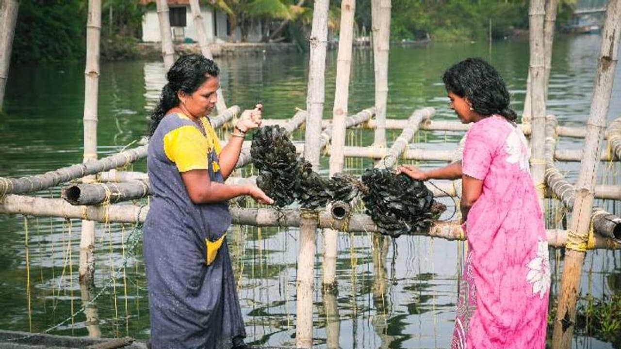 കല്ലുമ്മക്കായ വിളവെടുപ്പ് നടത്തി കല്ലുമ്മക്കായ വിളവെടുപ്പ് നടത്തി