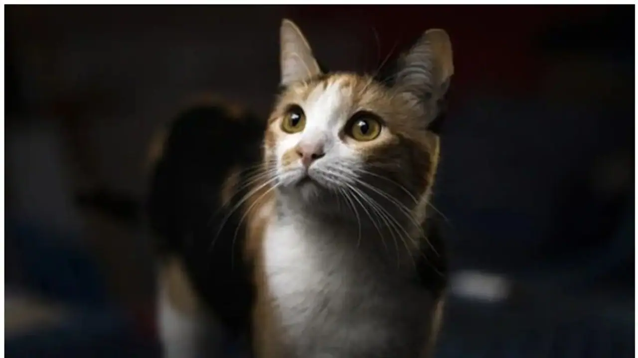 പൂച്ചയോട് ക്രൂരത; യുവാവിന് 10 വർഷം തടവും കനത്ത തുക പിഴയും