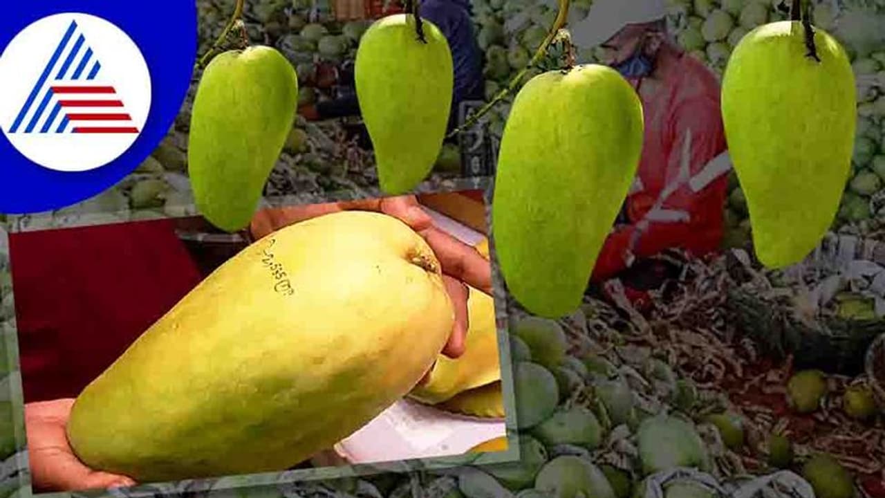 Food News : ನಾಲ್ಕು ಕೆ. ಜಿ ತೂಕದ ಈ ಮ್ಯಾಂಗೋ ಒಮ್ಮೆ ತಿಂದು ನೋಡಿ