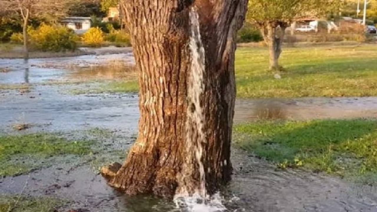 అల్లూరి జిల్లాలో వింత: చెట్టు నుండి జలధార