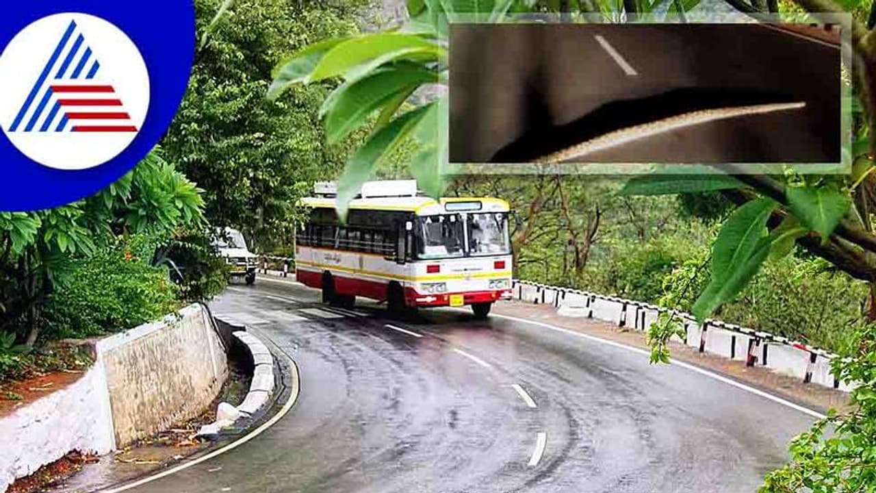 ಹೆದ್ದಾರಿಯಲ್ಲಿ ಬಸ್‌ವೊಂದಕ್ಕೆ ಅಡ್ಡ ಬಂದ ಬೃಹತ್‌ ಹೆಬ್ಬಾವು: ವಿಡಿಯೋ ವೈರಲ್ 