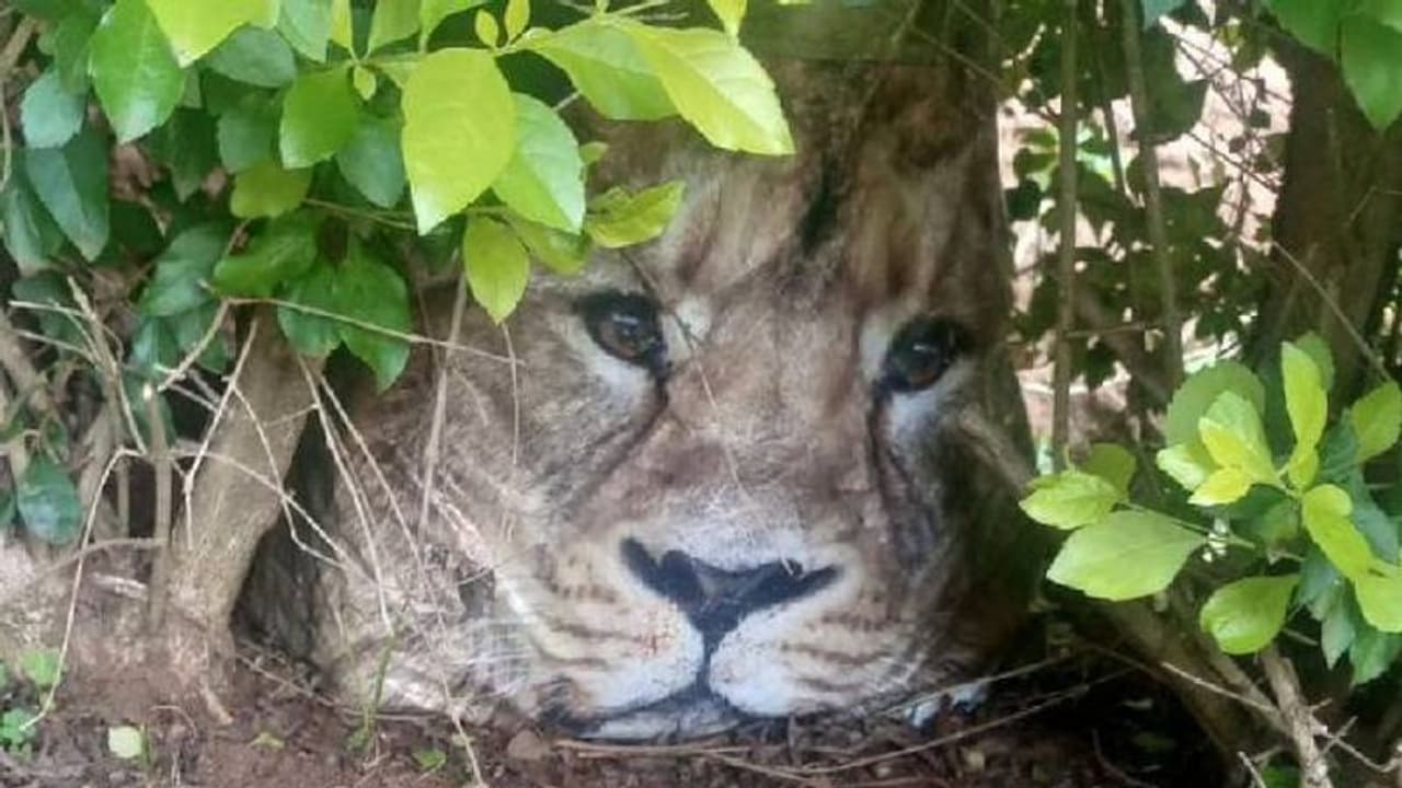 ബാഗ് കണ്ട് സിംഹമാണെന്ന് തെറ്റിദ്ധരിച്ചു, ഗ്രാമം മുഴുവനും പേടിച്ച് കഴിഞ്ഞത് മണിക്കൂറുകൾ ബാഗ് കണ്ട് സിംഹമാണെന്ന് തെറ്റിദ്ധരിച്ചു, ഗ്രാമം മുഴുവനും പേടിച്ച് കഴിഞ്ഞത് മണിക്കൂറുകൾ