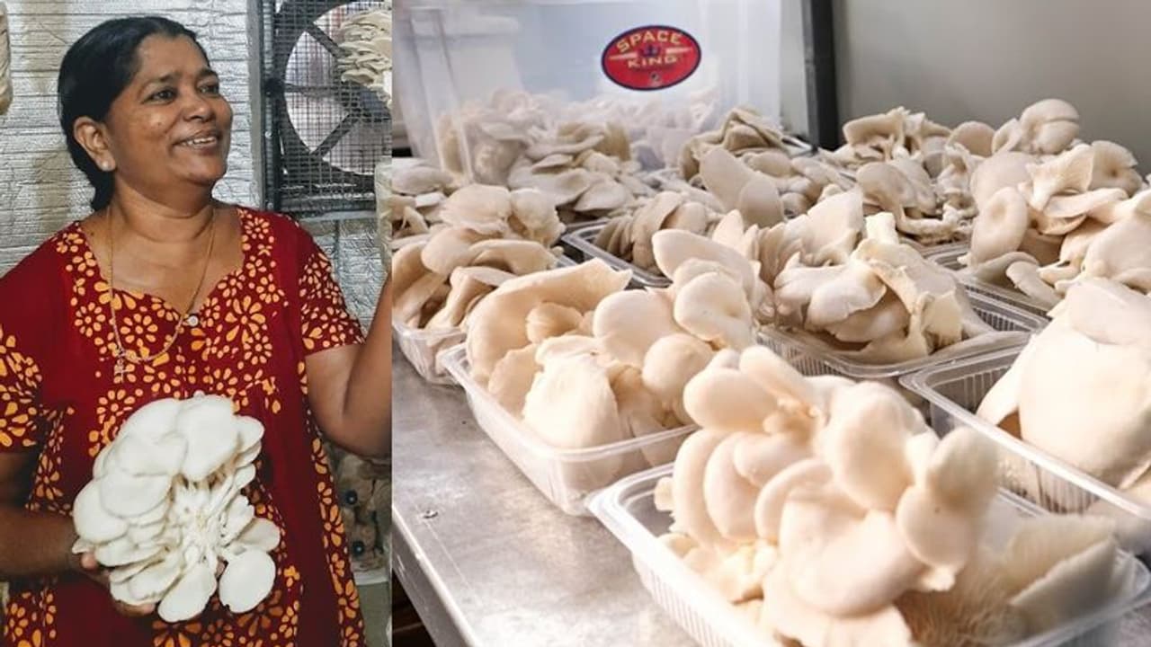 ಅಣಬೆಯಿಂದ ಅರಳಿದ ಬದುಕು: 1 ಪ್ಯಾಕೆಟ್‌ನಿಂದ ಆರಂಭವಾದ ಉದ್ಯಮ, ಈಗ ಪ್ರತಿದಿನ 40 ಸಾವಿರ ರೂ. ಆದಾಯ!