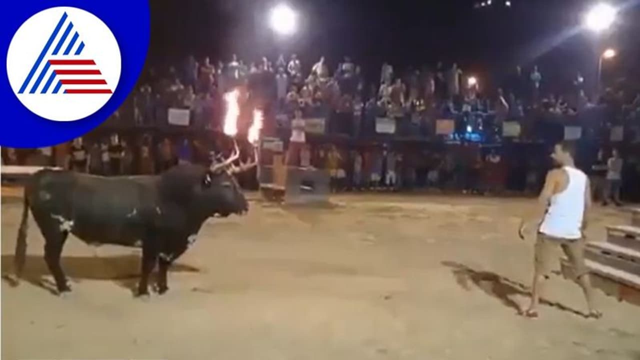 ಫೈರ್‌ ಬುಲ್ ಫೆಸ್ಟಿವಲ್‌: ಯುವಕನ ಎತ್ತಿ ಬಿಸಾಕಿದ ಹೋರಿ, ವಿಡಿಯೋ ವೈರಲ್