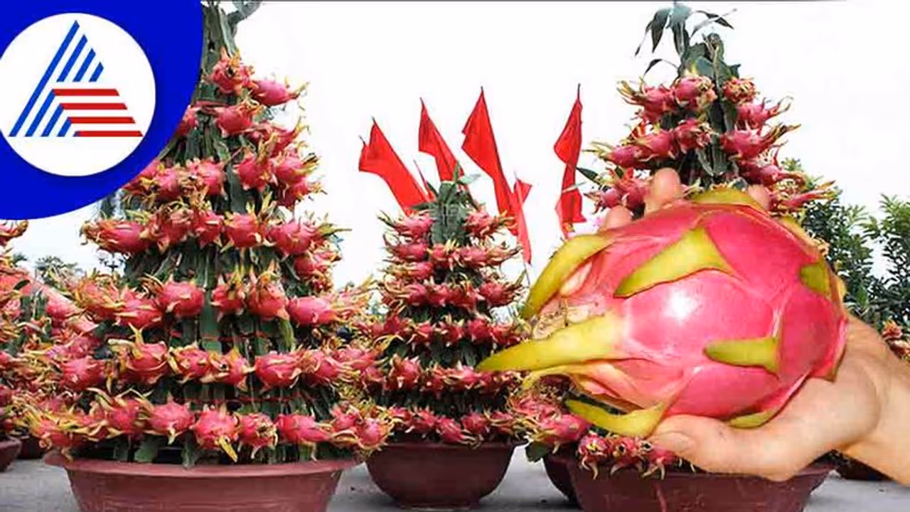 ಈ ದುಬಾರಿ ಹಣ್ಣನ್ನು ಬಾಲ್ಕನಿಯಲ್ಲೇ ಬೆಳೆಸಿ ಕೈ ತುಂಬಾ ಹಣ ಎಣಿಸಿ.. ಈ ದುಬಾರಿ ಹಣ್ಣನ್ನು ಬಾಲ್ಕನಿಯಲ್ಲೇ ಬೆಳೆಸಿ ಕೈ ತುಂಬಾ ಹಣ ಎಣಿಸಿ..