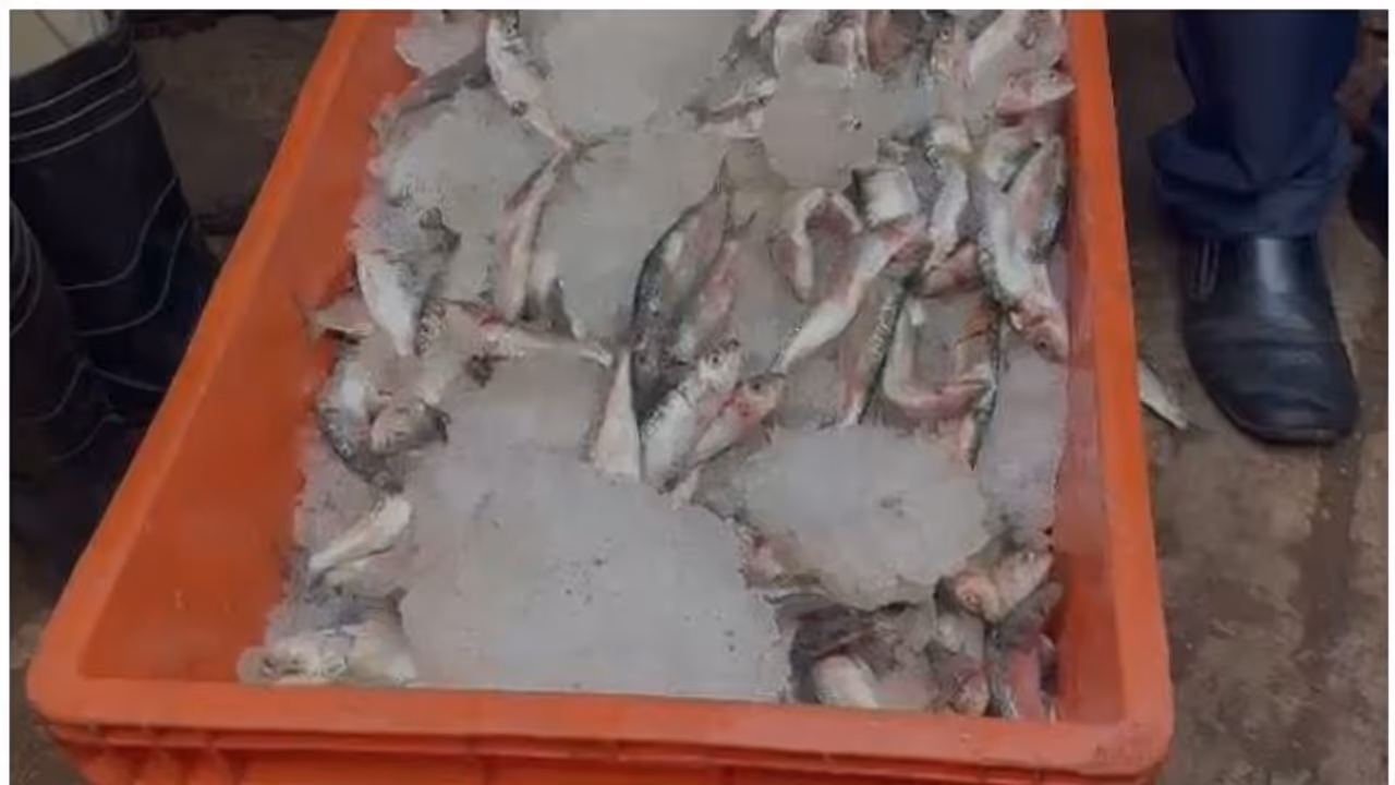 പരിശോധന കർശനം, ആലപ്പുഴയിൽ 25 കിലോ പഴകിയ മത്തി പിടികൂടി, ഹോട്ടൽ പൂട്ടി പരിശോധന കർശനം, ആലപ്പുഴയിൽ 25 കിലോ പഴകിയ മത്തി പിടികൂടി, ഹോട്ടൽ പൂട്ടി