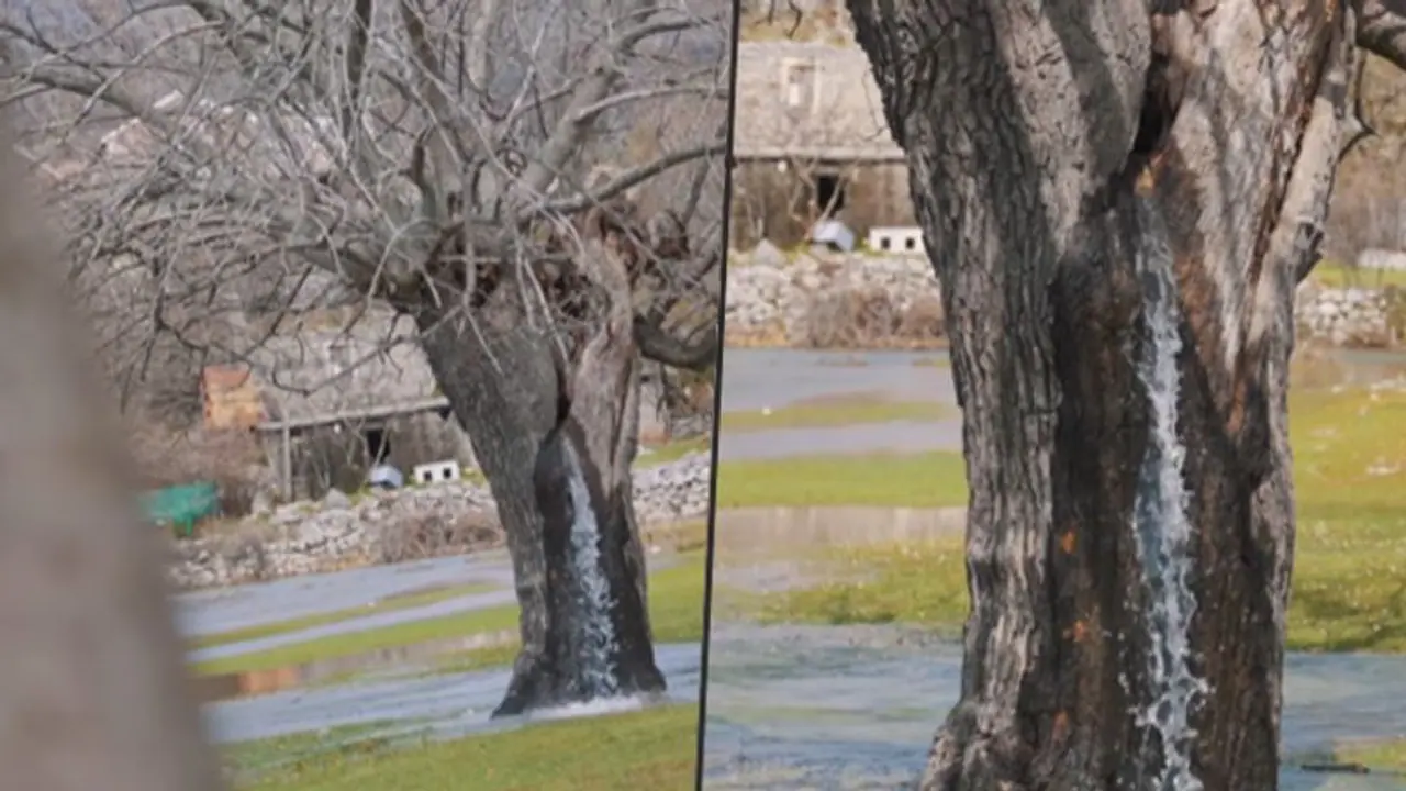 Watch: Water streams out of a mulberry tree in Europe baffled netizens