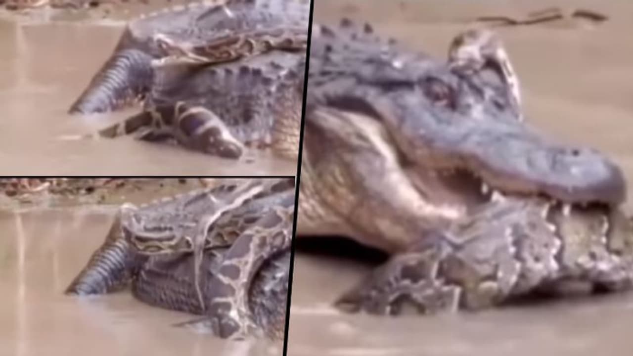 Alligator attempts to tear apart python; Find out what happens next Alligator attempts to tear apart python; Find out what happens next