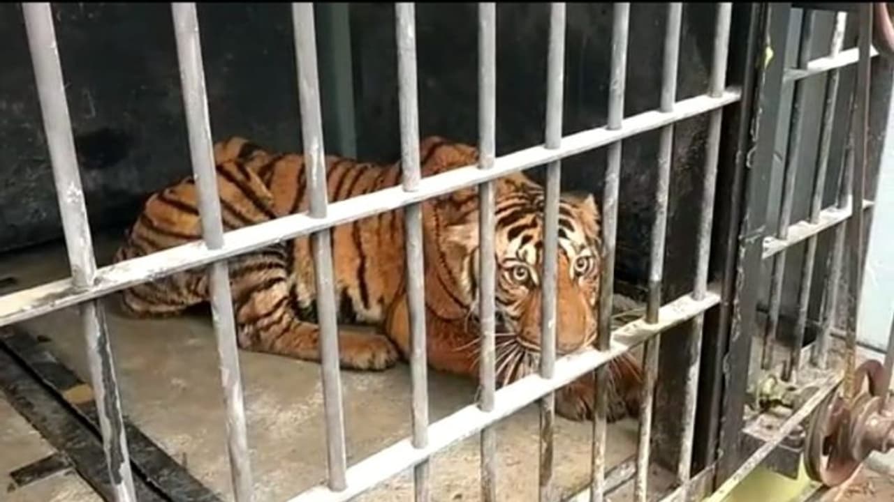 ഏഴുകിലോ ബീഫ് അകത്താക്കും, പിന്നെ ഉറക്കം; ബത്തേരിയിലെ കടുവയുടെ സുഖചികിത്സ ഇങ്ങനെ