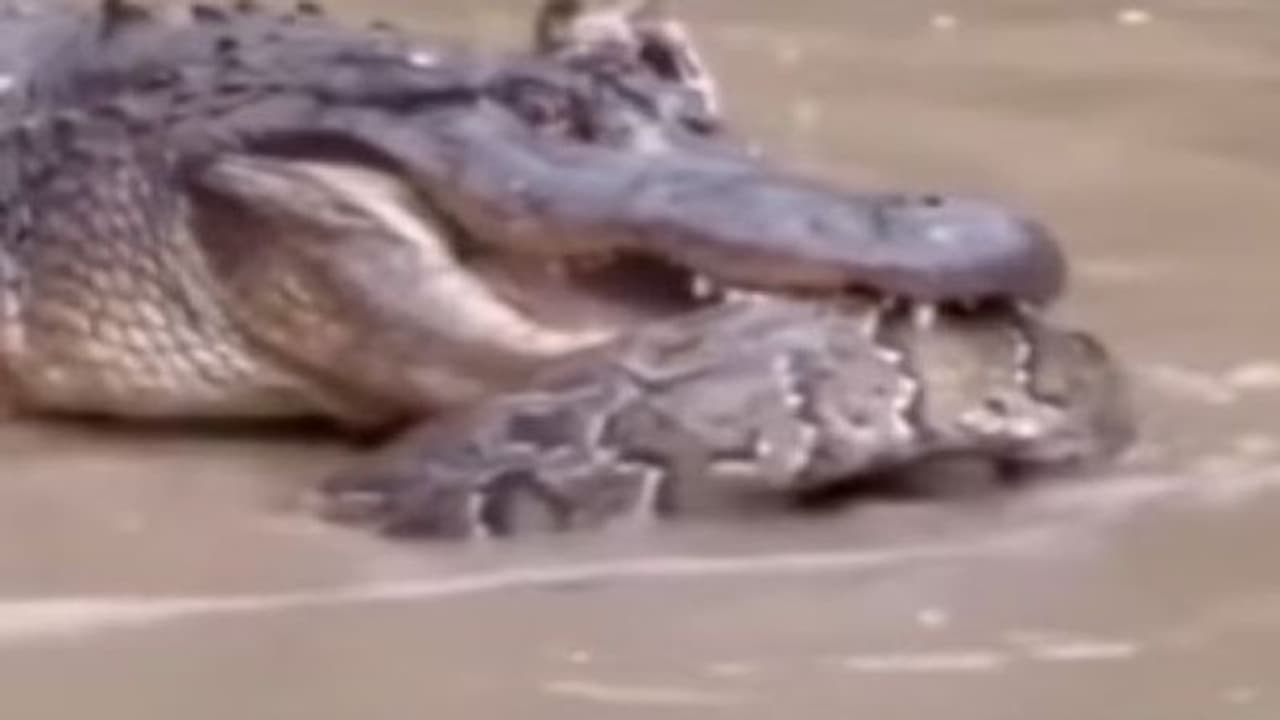 कभी देखी है शैतान बनाम शैतान की लड़ाई! वायरल वीडियो में देखिए खतरनाक अजगर का पाला मगरमच्छ से पड़ा तो कौन जीता कभी देखी है शैतान बनाम शैतान की लड़ाई! वायरल वीडियो में देखिए खतरनाक अजगर का पाला मगरमच्छ से पड़ा तो कौन जीता