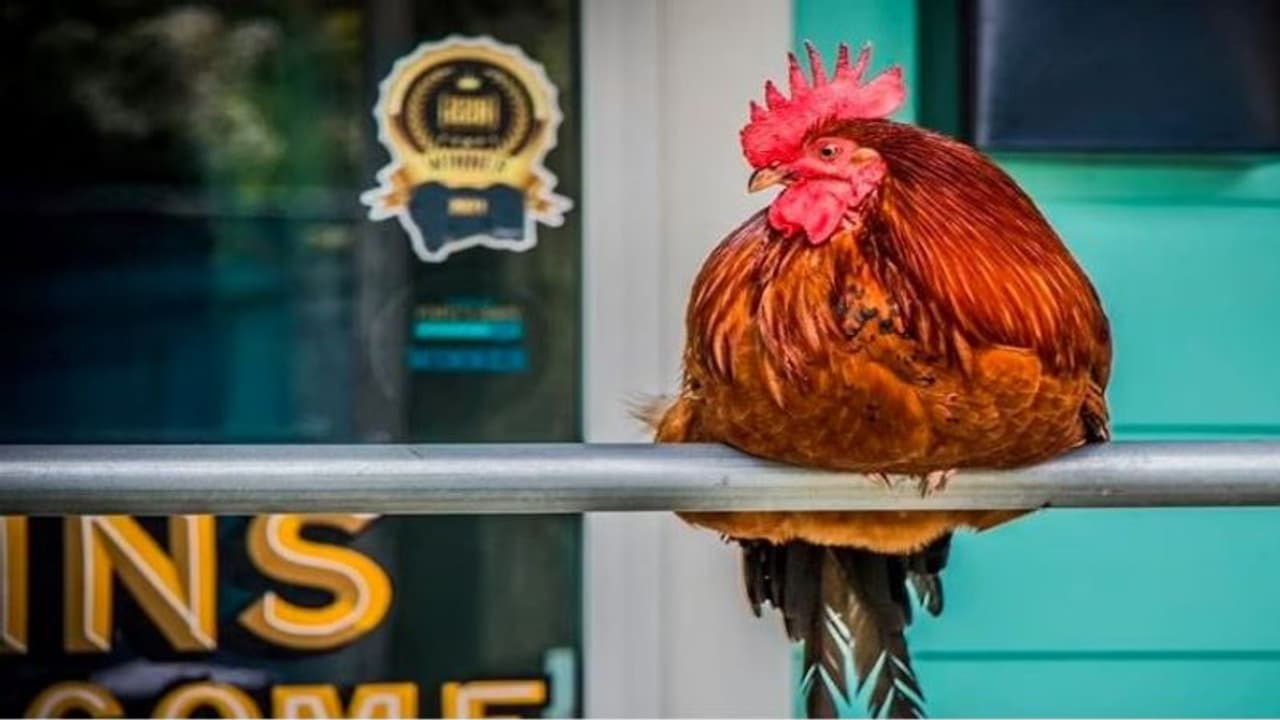 मशहूर मुर्गे की पुलिस अधिकारी ने कर दी हत्या, खूब रोया शहर, लाश का अब तक पता नहीं, लोगों ने की अनोखी डिमांड 