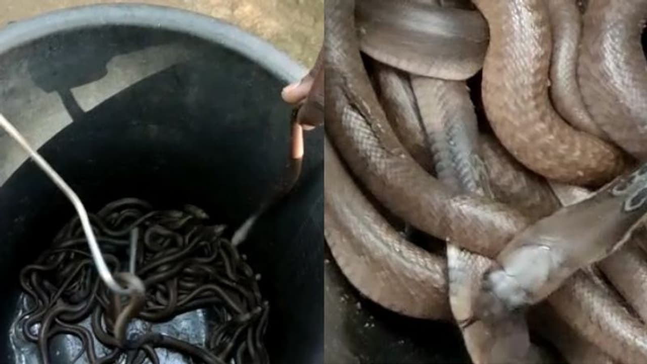 ഒന്നിച്ചു ജനിച്ച അമ്പത് മൂർഖൻ കുഞ്ഞുങ്ങൾ, അജേഷിന്റെ വീട്ടിലെ കൌതുകക്കാഴ്ച ഒന്നിച്ചു ജനിച്ച അമ്പത് മൂർഖൻ കുഞ്ഞുങ്ങൾ, അജേഷിന്റെ വീട്ടിലെ കൌതുകക്കാഴ്ച