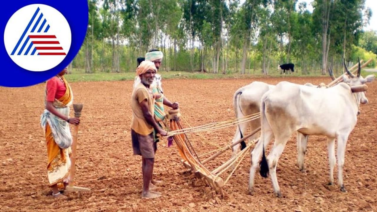 ಕಾಫಿನಾಡಿನಲ್ಲಿ ಚುರುಕುಗೊಂಡ ಕೃಷಿ ಕಾರ್ಯ: ಮಲೆನಾಡು, ಬಯಲು ಸೀಮೆಯಲ್ಲೂ ಬಿತ್ತನೆ ಕಾರ್ಯ ಕಾಫಿನಾಡಿನಲ್ಲಿ ಚುರುಕುಗೊಂಡ ಕೃಷಿ ಕಾರ್ಯ: ಮಲೆನಾಡು, ಬಯಲು ಸೀಮೆಯಲ್ಲೂ ಬಿತ್ತನೆ ಕಾರ್ಯ