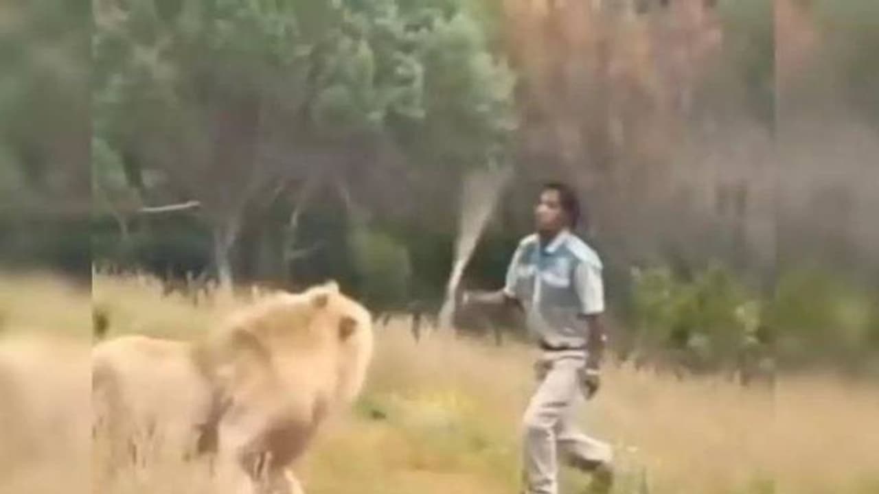 വെറുമൊരു വടിയോങ്ങി സിംഹത്തെ ഓടിച്ച് മനുഷ്യൻ, അന്തംവിട്ട് കാഴ്ചക്കാർ! വെറുമൊരു വടിയോങ്ങി സിംഹത്തെ ഓടിച്ച് മനുഷ്യൻ, അന്തംവിട്ട് കാഴ്ചക്കാർ!