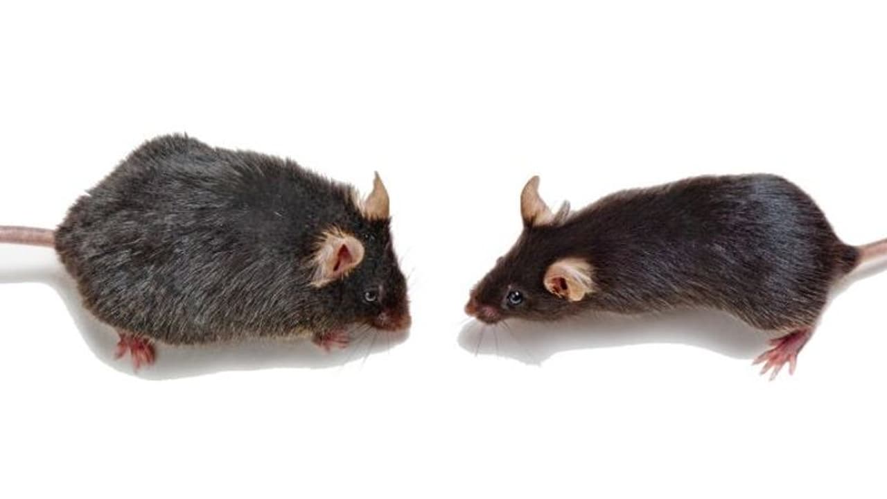 OMG! बुजर्ग चूहे को जवान करने में सफल हुए वैज्ञानिक, काम आई यह तकनीक 