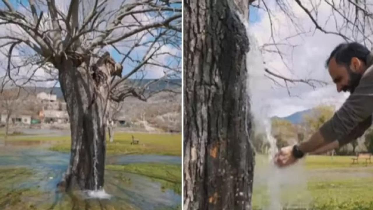 গাছের গা বেয়ে ঝরঝরিয়ে পড়ছে জল, ঠিক যেন ঝরণা! দেখুন আশ্চর্য ভিডিও গাছের গা বেয়ে ঝরঝরিয়ে পড়ছে জল, ঠিক যেন ঝরণা! দেখুন আশ্চর্য ভিডিও