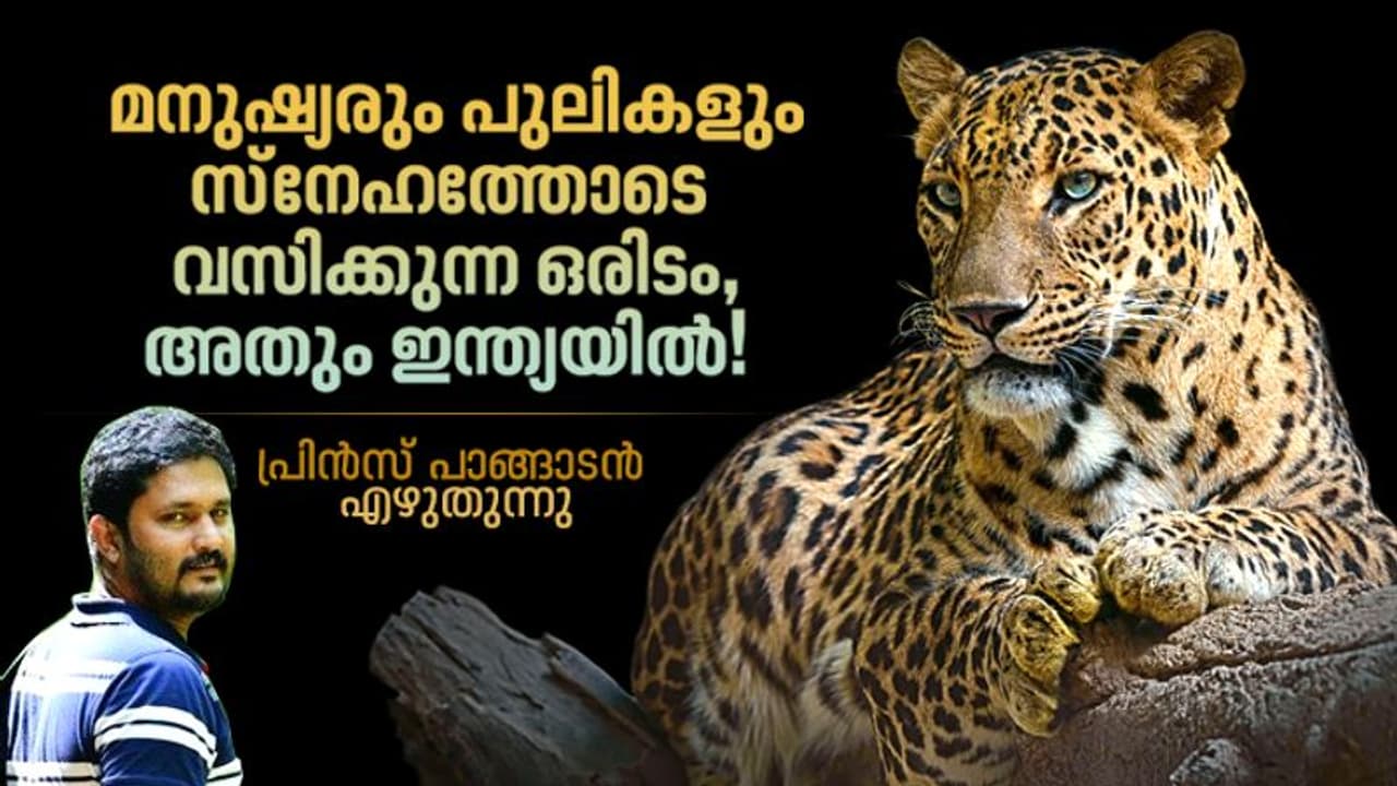 കന്നുകാലികള് പുലികള്ക്കു കൂടിയുള്ളതാണെന്ന് കരുതുന്ന കര്ഷകര്, ഇവിടെ വേട്ടയില്ല! കന്നുകാലികള് പുലികള്ക്കു കൂടിയുള്ളതാണെന്ന് കരുതുന്ന കര്ഷകര്, ഇവിടെ വേട്ടയില്ല!