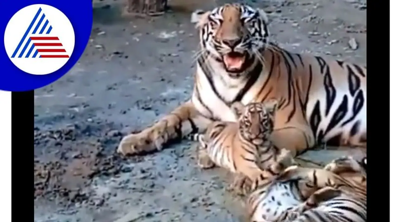 ತಾಯಿಯೊಂದಿಗೆ ಹುಲಿಮರಿಗಳ ಮುದ್ದಾದ ಆಟ : ವಿಡಿಯೋ ವೈರಲ್