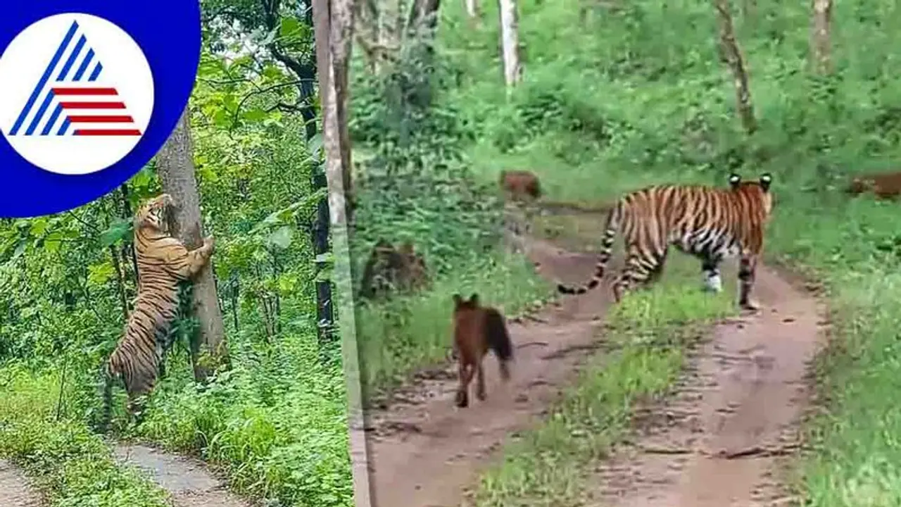 Malai Mahadeshwara Sanctuary ಹುಲಿಸಂರಕ್ಷಿತ ಪ್ರದೇಶವನ್ನಾಗಿಸಲು ಸರ್ಕಾರದ ಮೀನಾಮೇಷ? Malai Mahadeshwara Sanctuary ಹುಲಿಸಂರಕ್ಷಿತ ಪ್ರದೇಶವನ್ನಾಗಿಸಲು ಸರ್ಕಾರದ ಮೀನಾಮೇಷ?